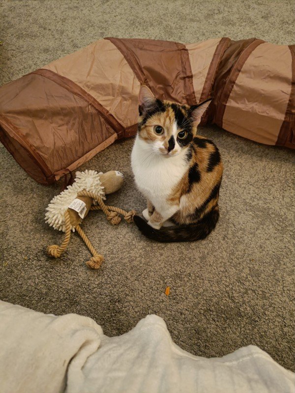 Maya