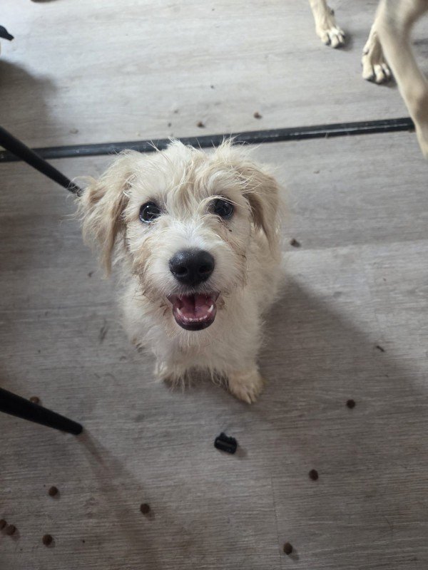Frankie