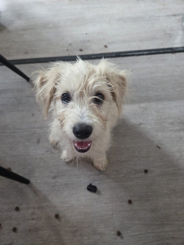 Frankie