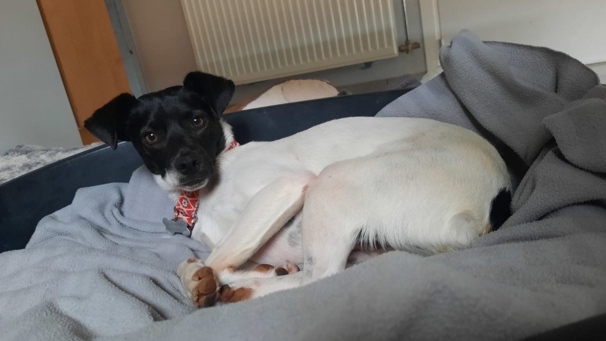 Sammy