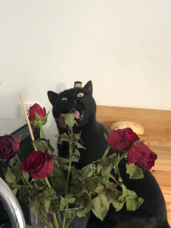 Selina