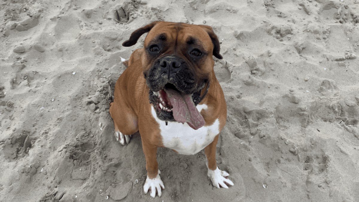 Ziva