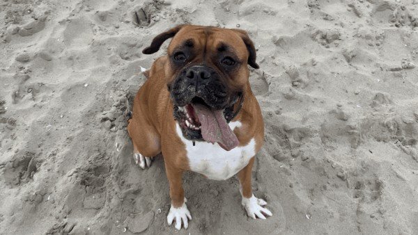 Ziva