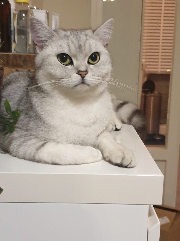 Mila