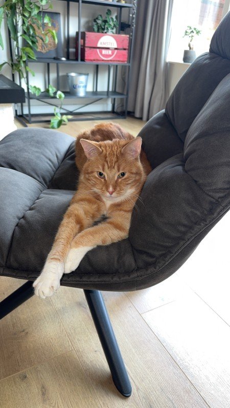 Simba