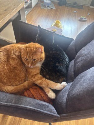 Simba