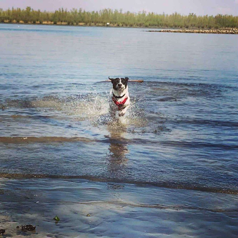 Lyla