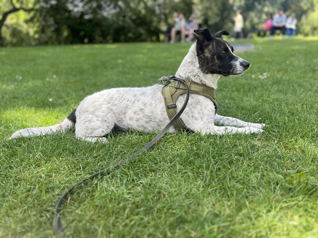 Lyla