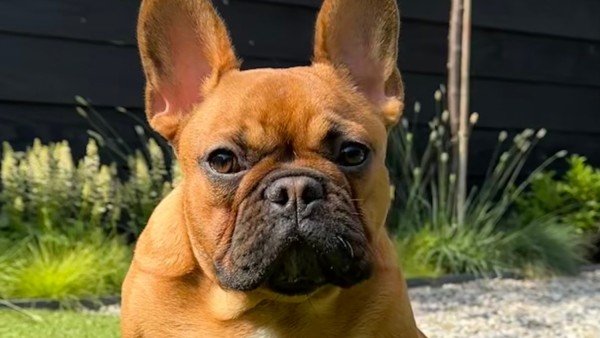Willem