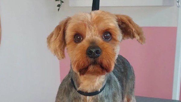 Chico