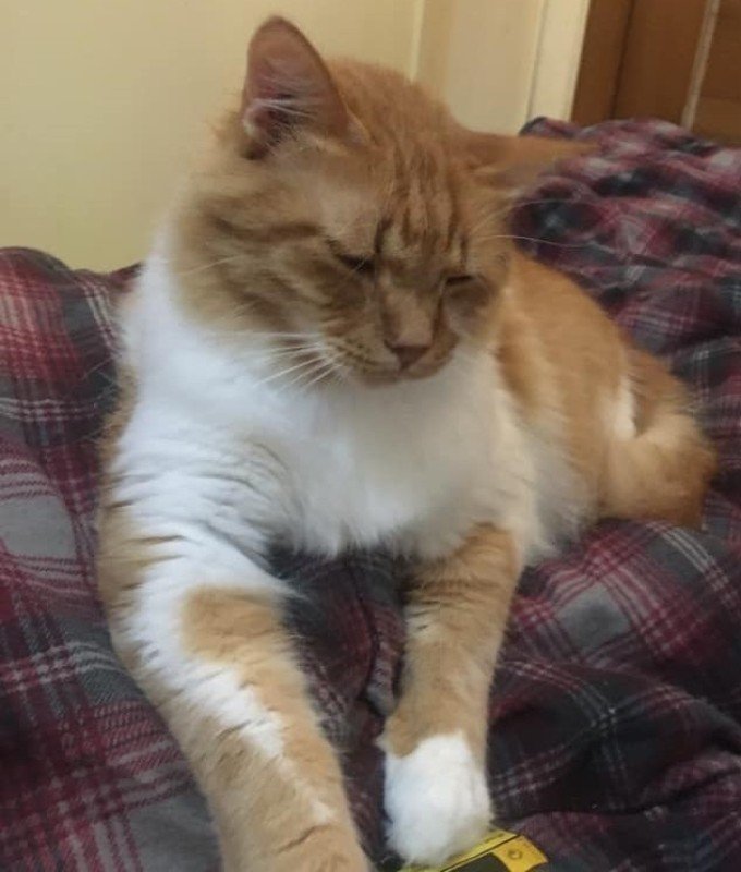 Simba