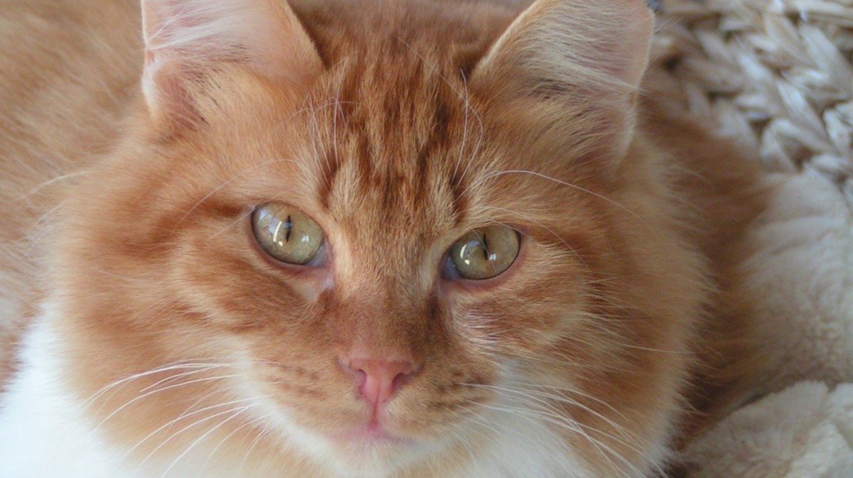 Simba