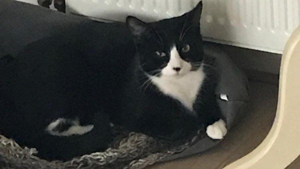 Oscar