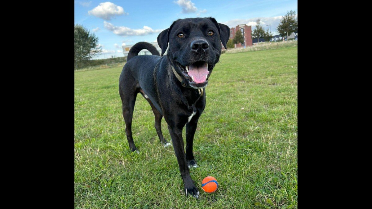 Otis