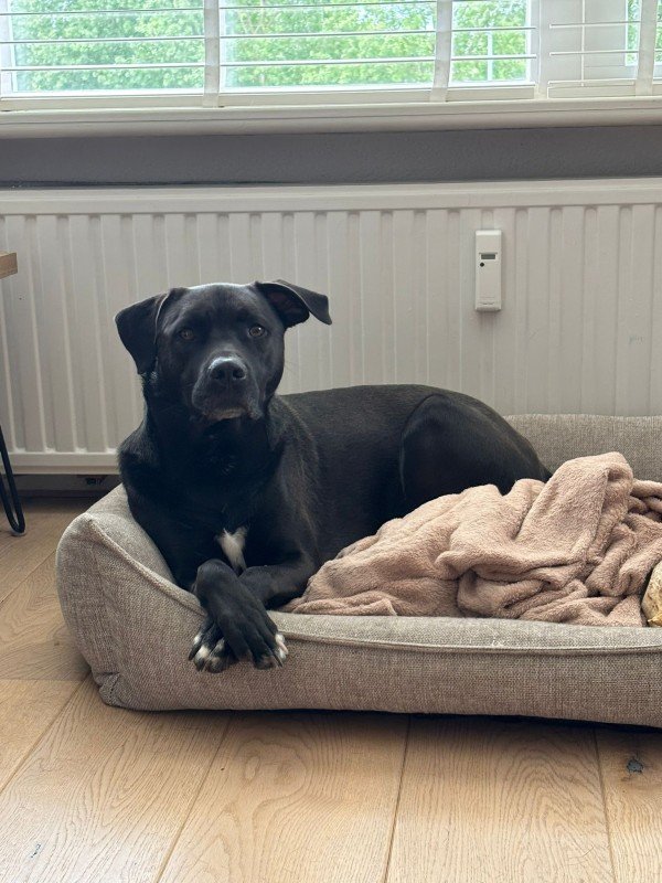 Otis
