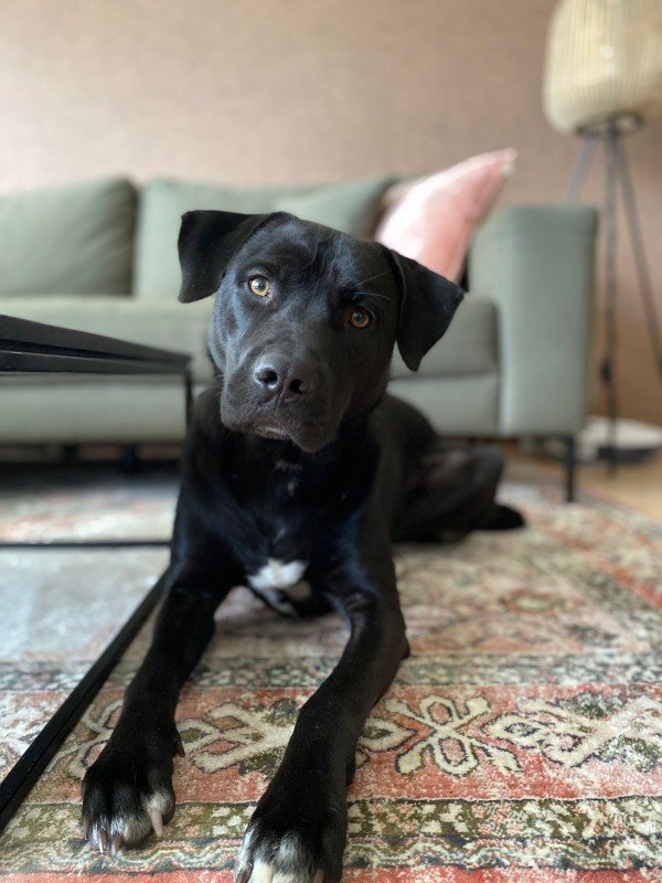 Otis