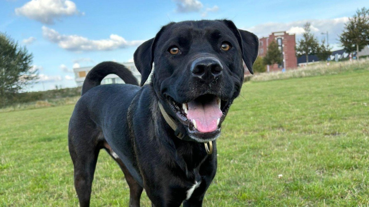 Otis
