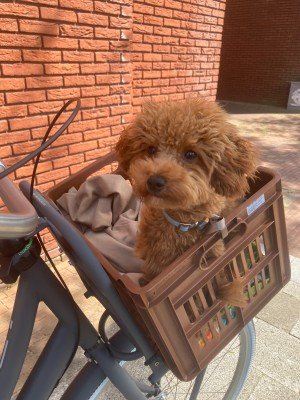 Mylo