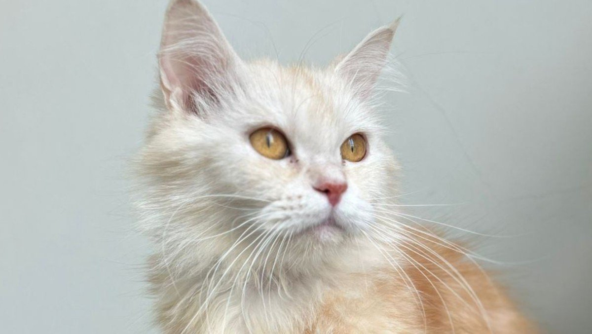 Duchess