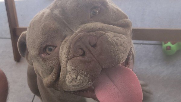 Henk