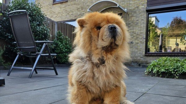 Morris