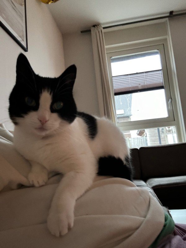 Milo