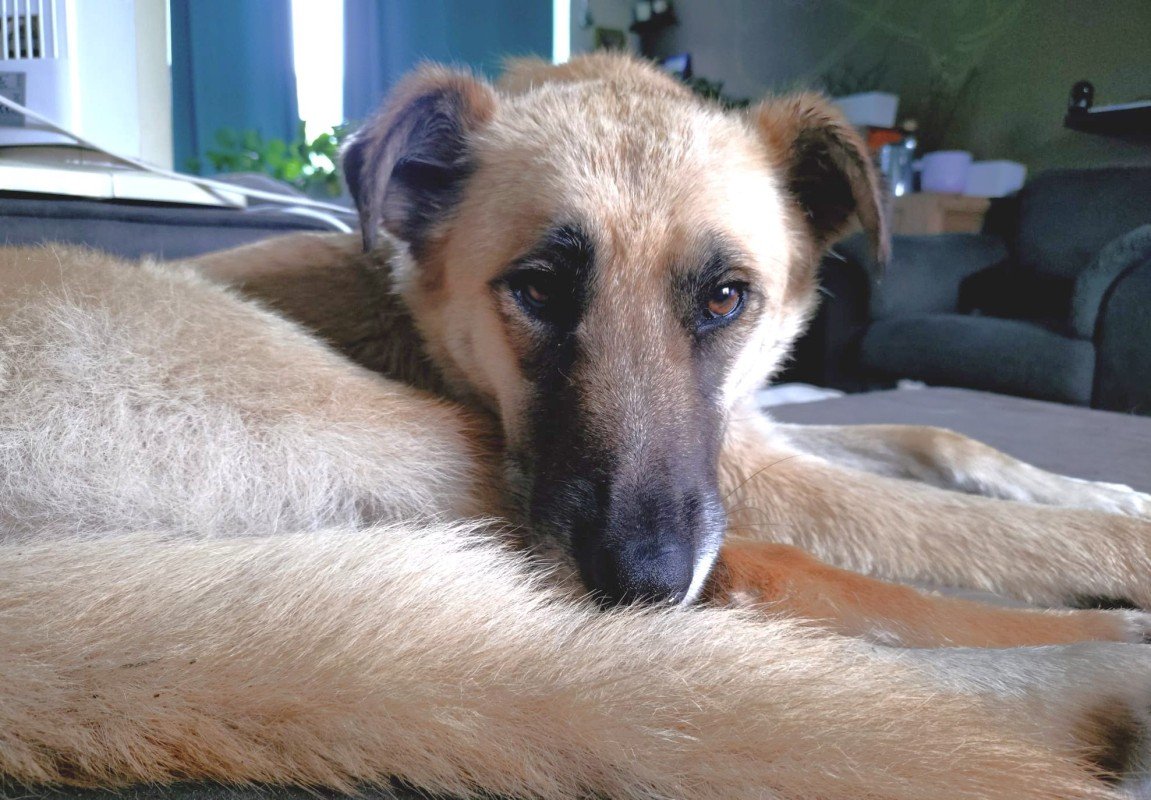 Molly