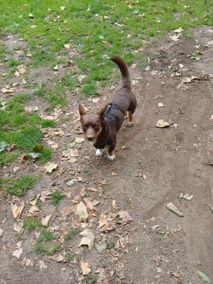 Chester