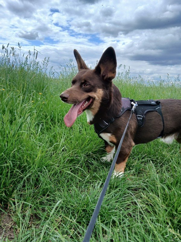 Chester