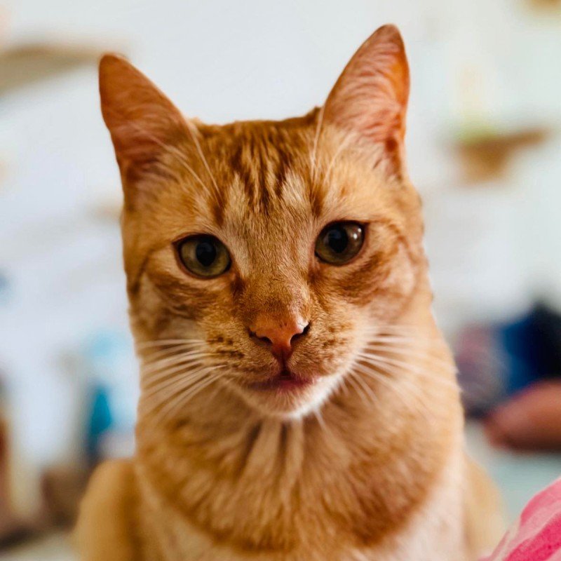 Luca