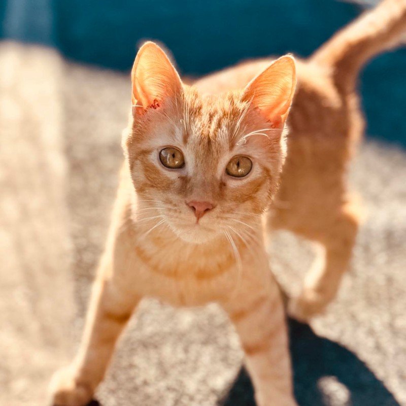 Luca