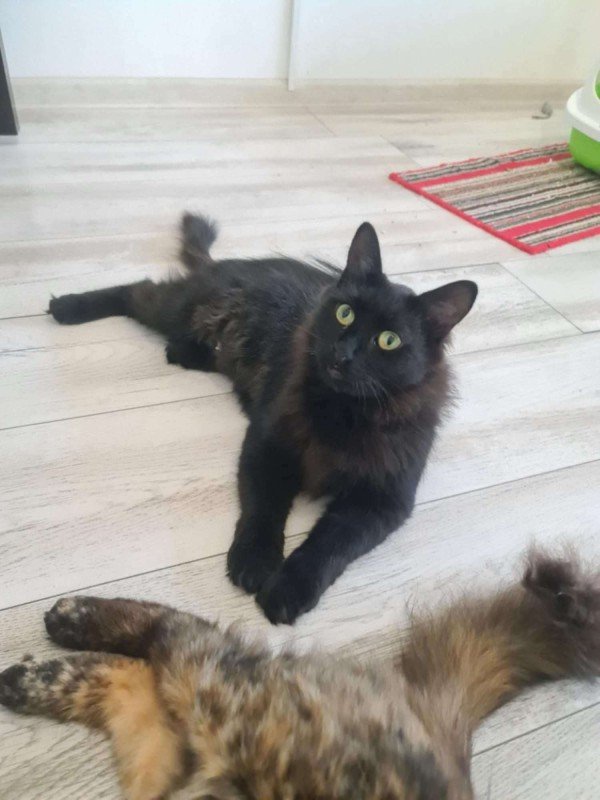 Fluffy