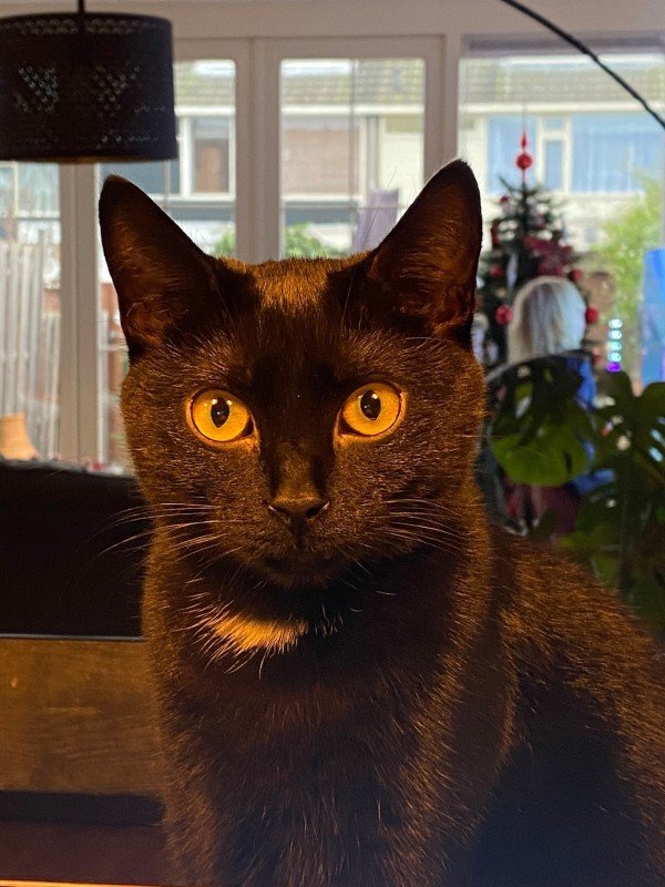 Pip