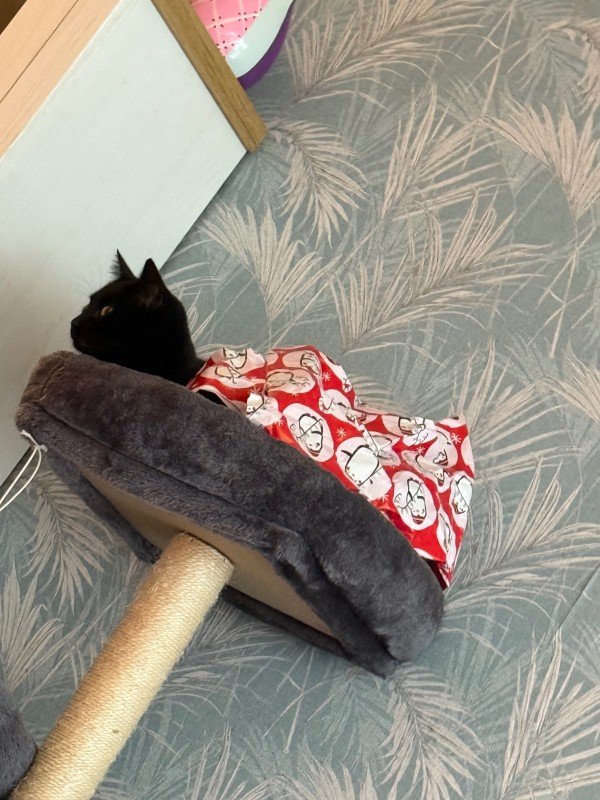 Pip