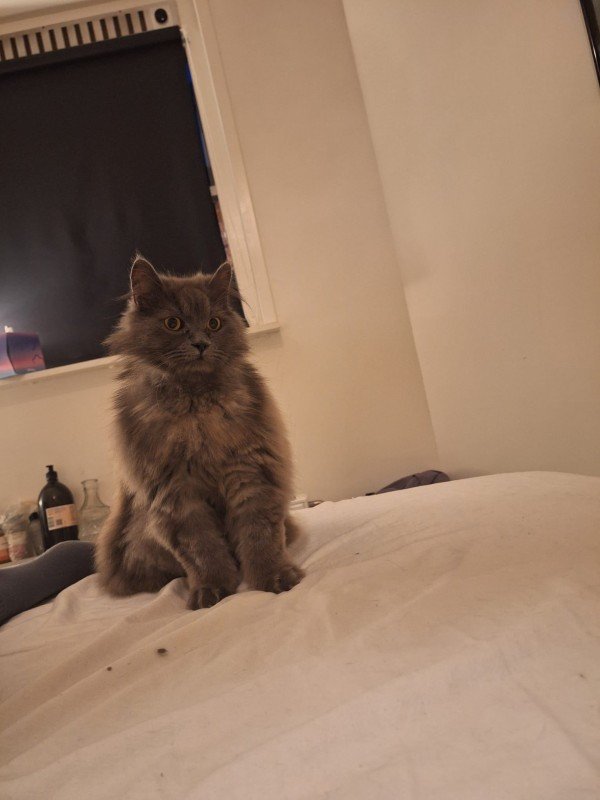 Muis