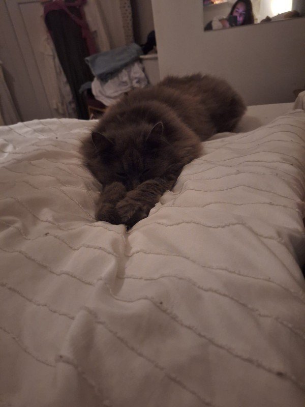 Muis