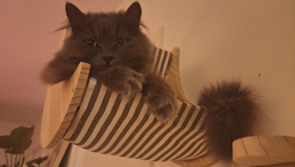 Muis
