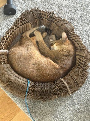 Simba