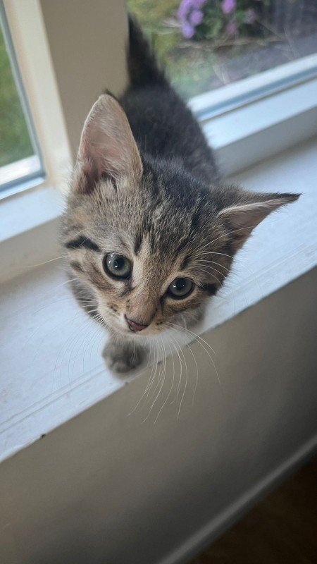 Gijs