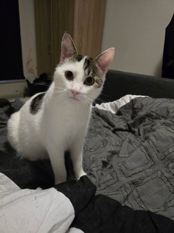 *SPOED* Bowie