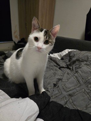 Bowie