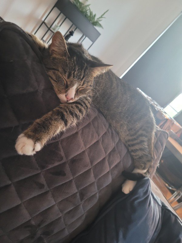 Anton
