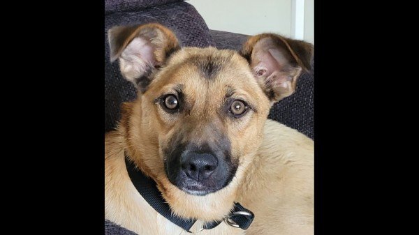 Sookie