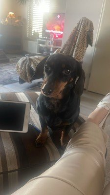 Pippa