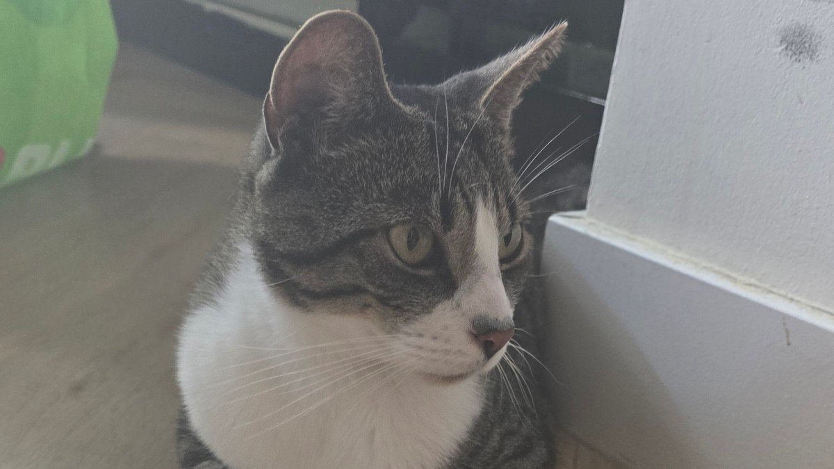 Gijs