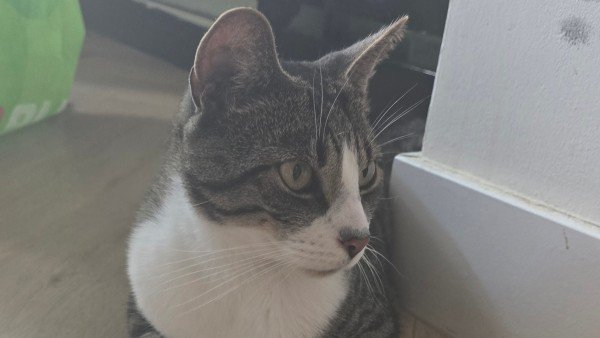 Gijs