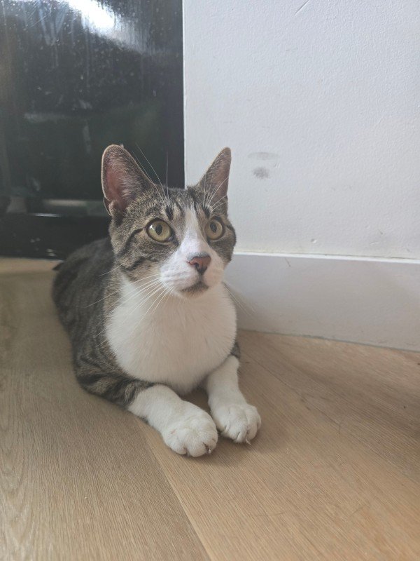 Gijs