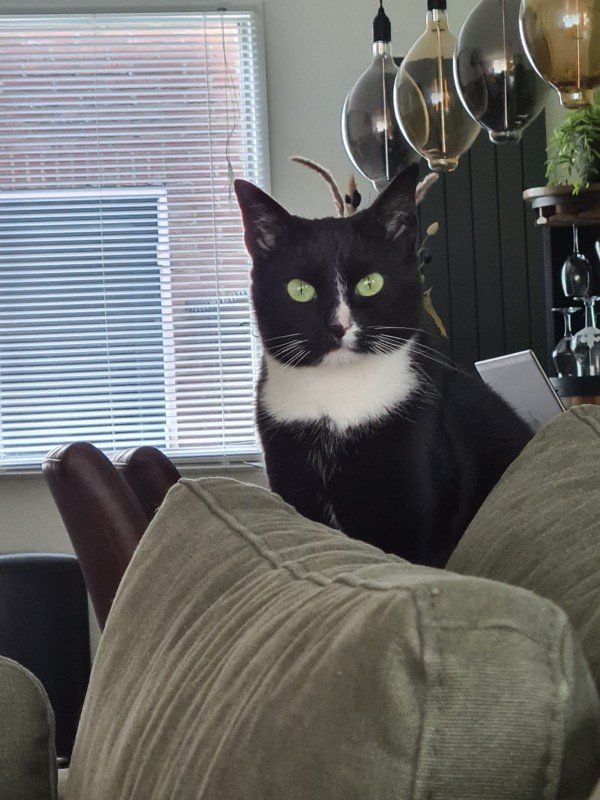 Toby