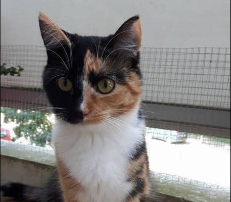 Lola
