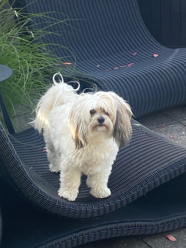 Harvey